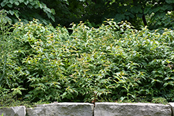 Bush Honeysuckle (Diervilla lonicera) at Sherwood Nurseries