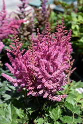 Little Vision In Pink Chinese Astilbe (Astilbe chinensis 'Little Vision In Pink') at Sherwood Nurseries