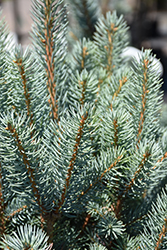 Blue Totem Spruce (Picea pungens 'Blue Totem') at Sherwood Nurseries