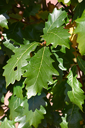 Kindred Spirit Oak (Quercus x warei 'Nadler') at Sherwood Nurseries