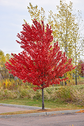 Autumn Spire Red Maple (Acer rubrum 'Autumn Spire') at Sherwood Nurseries