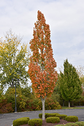 Armstrong Maple (Acer x freemanii 'Armstrong') at Sherwood Nurseries