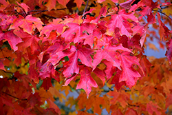 Fall Fiesta Sugar Maple (Acer saccharum 'Bailsta') at Sherwood Nurseries