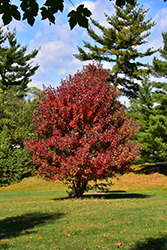 Redpointe Red Maple (Acer rubrum 'Frank Jr.') at Sherwood Nurseries