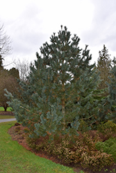 Limber Pine (Pinus flexilis) at Sherwood Nurseries