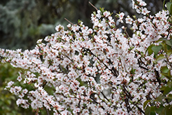 Nanking Cherry (Prunus tomentosa) at Sherwood Nurseries