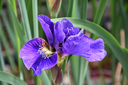 Concord Crush Siberian Iris (Iris sibirica 'Concord Crush') at Sherwood Nurseries