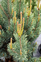 Dwarf Blue Scotch Pine (Pinus sylvestris 'Glauca Nana') at Sherwood Nurseries