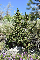 Bristlecone Pine (Pinus aristata) at Sherwood Nurseries