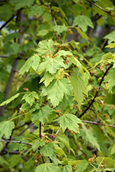 Rocky Mountain Maple (Acer glabrum) at Sherwood Nurseries