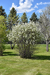 Smokey Saskatoon (Amelanchier alnifolia 'Smokey') at Sherwood Nurseries