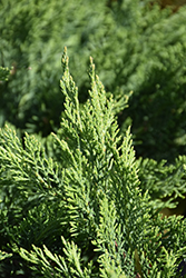 Tam Juniper (Juniperus sabina 'Tamariscifolia') at Sherwood Nurseries