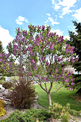 Sensation Lilac (Syringa vulgaris 'Sensation') at Sherwood Nurseries
