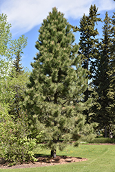 Yellow Pine (Pinus ponderosa) at Sherwood Nurseries