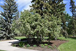 Thiessen Saskatoon (Amelanchier alnifolia 'Thiessen') at Sherwood Nurseries