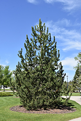 Mountain Pine (Pinus uncinata) at Sherwood Nurseries