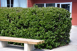 Hedge Cotoneaster (Cotoneaster lucidus) at Sherwood Nurseries