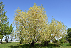 Golden Willow (Salix alba 'Vitellina') at Sherwood Nurseries