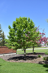 Paskapoo Balsam Poplar (Populus balsamifera 'Paskapoo') at Sherwood Nurseries