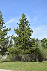 Lodgepole Pine (Pinus contorta 'var. latifolia') at Sherwood Nurseries