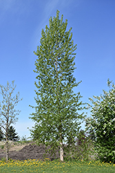 Balsam Poplar (Populus balsamifera) at Sherwood Nurseries