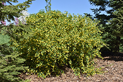Golden Flowering Currant (Ribes aureum) at Sherwood Nurseries