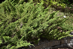 Skandia Juniper (Juniperus sabina 'Skandia') at Sherwood Nurseries