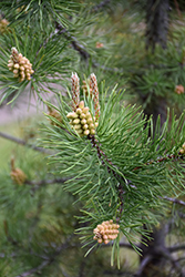 Lodgepole Pine (Pinus contorta 'var. latifolia') at Sherwood Nurseries