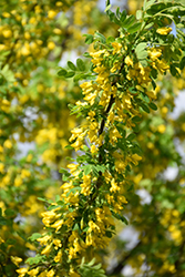 Peashrub (Caragana arborescens) at Sherwood Nurseries