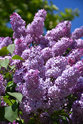 Common Lilac (Syringa vulgaris) at Sherwood Nurseries
