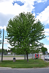 Silver Maple (Acer saccharinum) at Sherwood Nurseries