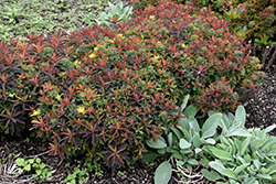 Bonfire Cushion Spurge (Euphorbia polychroma 'Bonfire') at Sherwood Nurseries