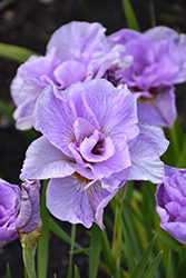 Pink Parfait Siberian Iris (Iris sibirica 'Pink Parfait') at Sherwood Nurseries