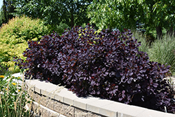 Royal Purple Smokebush (Cotinus coggygria 'Royal Purple') at Sherwood Nurseries