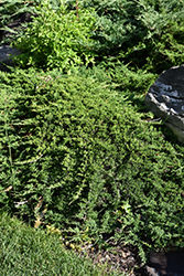 Tam Juniper (Juniperus sabina 'Tamariscifolia') at Sherwood Nurseries