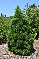Holmstrup Arborvitae (Thuja occidentalis 'Holmstrup') at Sherwood Nurseries