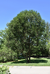 Laurel Leaf Willow (Salix pentandra) at Sherwood Nurseries