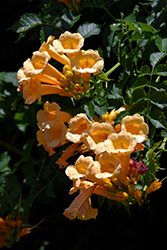 Yellow Trumpetvine (Campsis radicans 'Flava') at Sherwood Nurseries