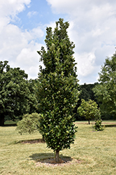 Regal Prince English Oak (Quercus 'Regal Prince') at Sherwood Nurseries