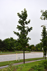 Urban Pinnacle Bur Oak (Quercus macrocarpa 'JFS-KW3') at Sherwood Nurseries