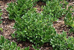 Low Scape Hedger Aronia (Aronia melanocarpa 'UCONNAM166') at Sherwood Nurseries