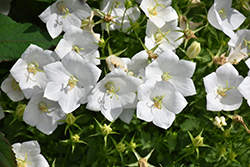 White Clips Bellflower (Campanula carpatica 'White Clips') at Sherwood Nurseries