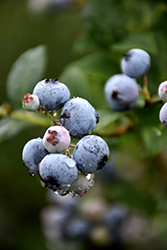 Polaris Blueberry (Vaccinium 'Polaris') at Sherwood Nurseries
