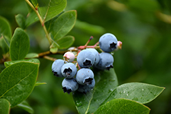 Northcountry Blueberry (Vaccinium 'Northcountry') at Sherwood Nurseries