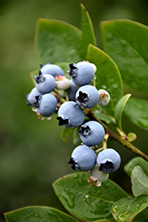 Northblue Blueberry (Vaccinium 'Northblue') at Sherwood Nurseries