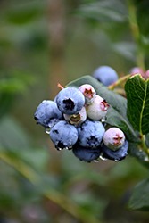 Chippewa Blueberry (Vaccinium 'Chippewa') at Sherwood Nurseries