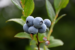 Northsky Blueberry (Vaccinium 'Northsky') at Sherwood Nurseries