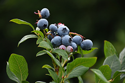 Northland Blueberry (Vaccinium corymbosum 'Northland') at Sherwood Nurseries