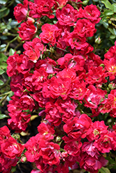 Red Drift Rose (Rosa 'Meigalpio') at Sherwood Nurseries