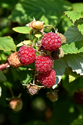 Boyne Raspberry (Rubus 'Boyne') at Sherwood Nurseries